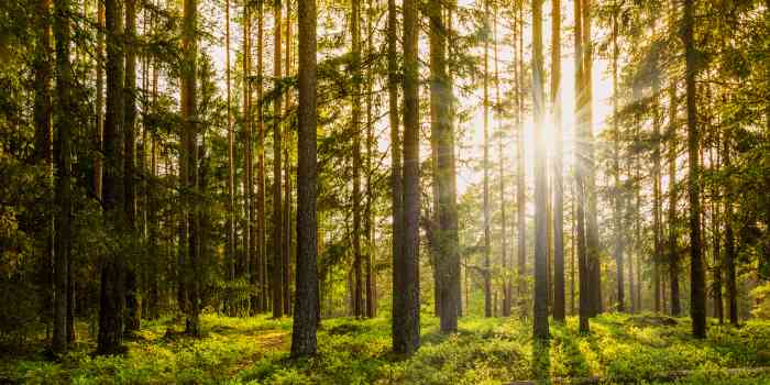 A healthy environment with a lush, green forest