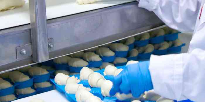 a Fiera Foods team member wearing food safety equipment carefully inspecting raw croissants